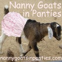 Nanny Goats in Panties Nanny Goats in Panties
