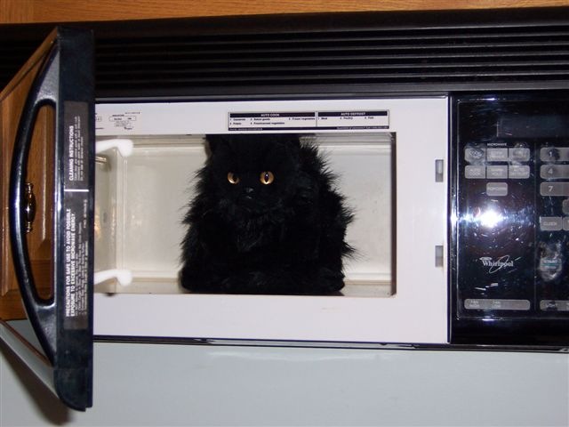 When I opened the door and found the cat in the microwave, 