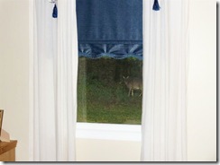 Peeping Tom Deer