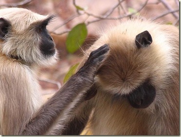 grooming monkeys