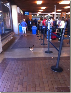 chicken at airport