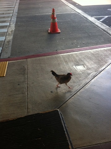 chick in red zone Kauai, Hawaii – A distraught chicken was responsible for