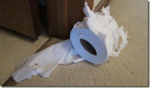 TP destroyed by cat