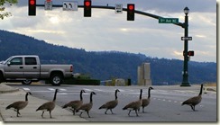 geese crosswalk