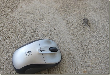 giant bug with mouse