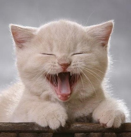 laughing-cat.jpg