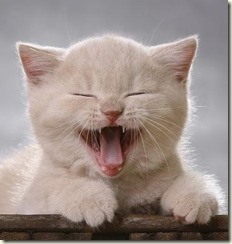 laughing cat