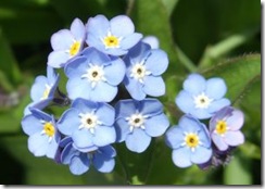 forget-me-not