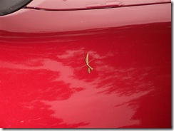 praying_mantis