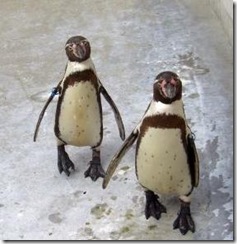 penguins