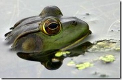 frog