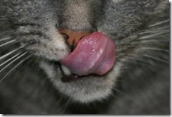 cat lick