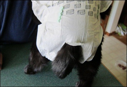 cat in diaper