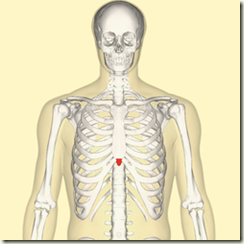 250px-Xiphoid_process_frontal
